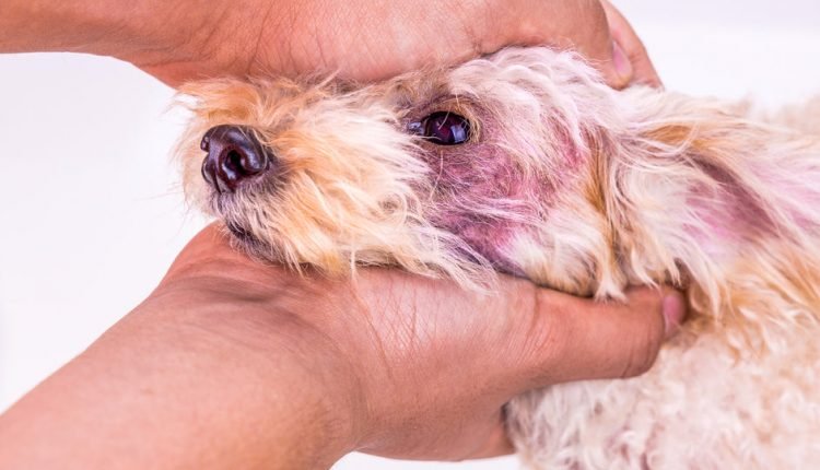9 Steps to Treat Your Dog's Skin Yeast Infection

