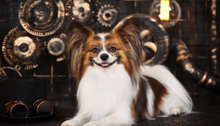 A Simple Hair Test Every Dog Should Have Done

