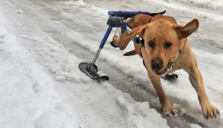Large wheelchair dog runs in skis