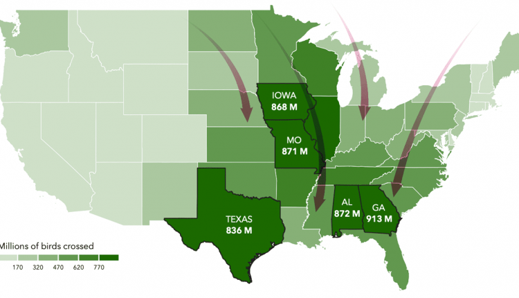 BirdCast's New Dashboard Highlights the Hottest States and Counties for Bird Migration

