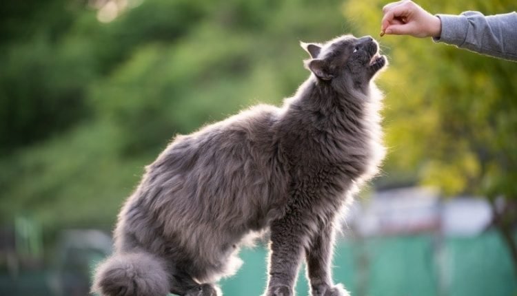 maine coon cat having treat