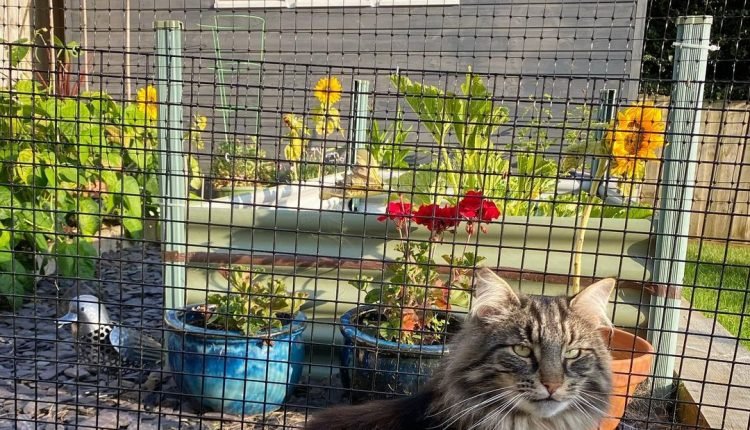 Cat fencing for Norwegian Forest Cats

