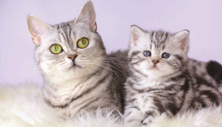 Deciphering Ages and Stages in Cat