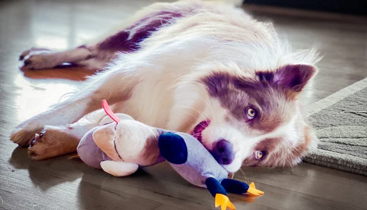 Do dogs need a garden to be happy?

