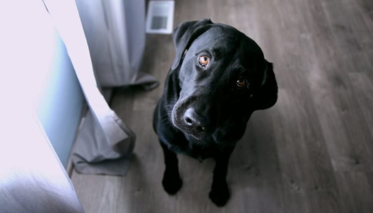  Do pets have pet peeves?  Find out what might be bothering your dog

