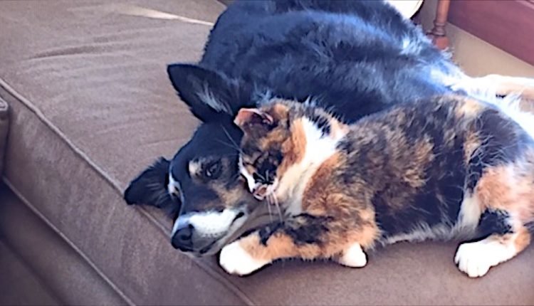 Dogs and Cats, Oh My.

