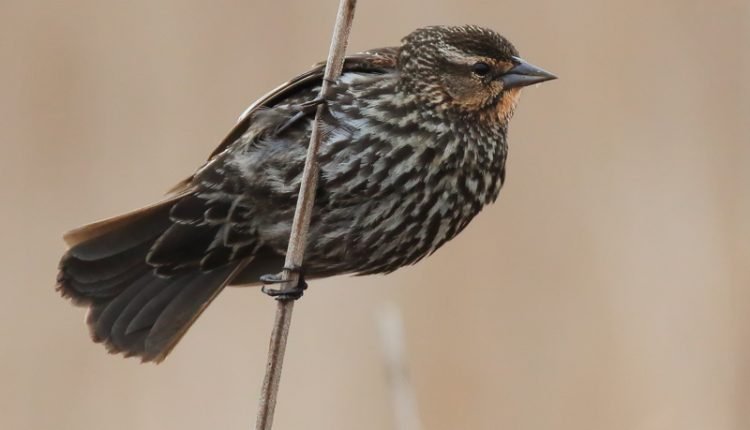 EPA Decision Preserves Dangerous Regulatory Loophole for Pesticide-Dressed Seeds

