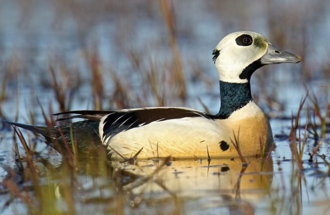 Steller's Eider