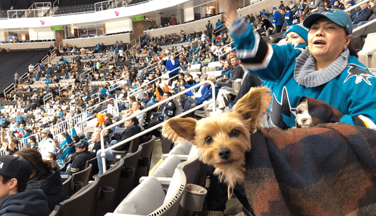 Dog Friendly Hockey Games 2017/2018 Season 