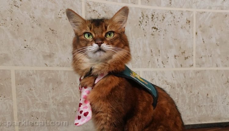 How I became a therapy cat

