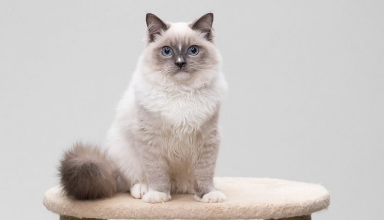 ragdoll cat sitting on a cat tree