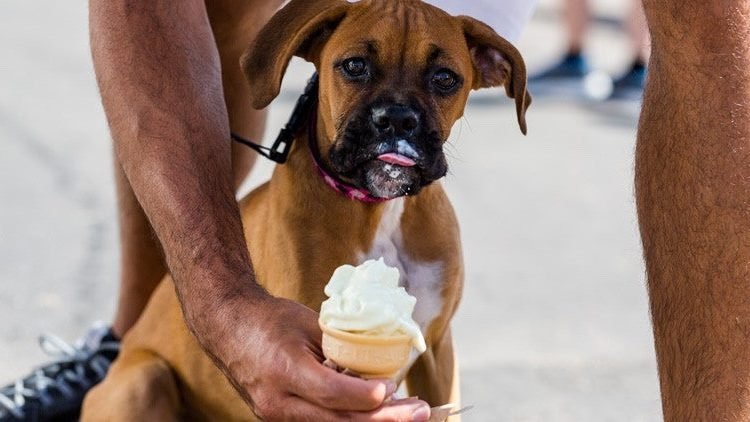 Is ice cream okay for dogs?

