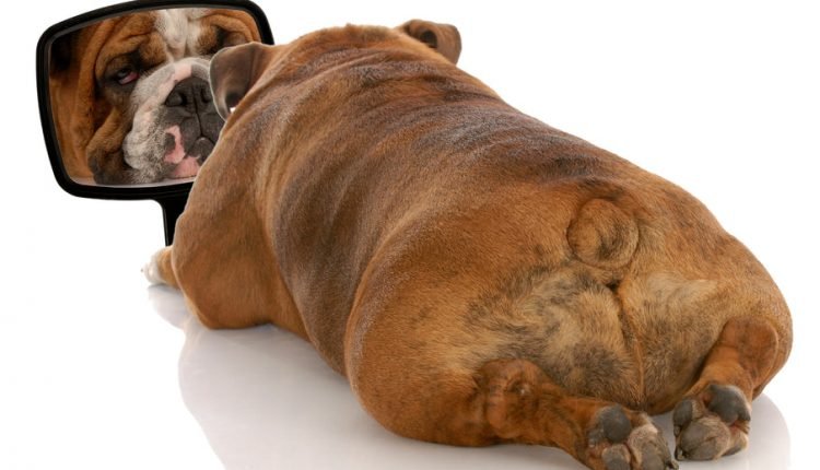 Is your dog a narcissist or an angel?

