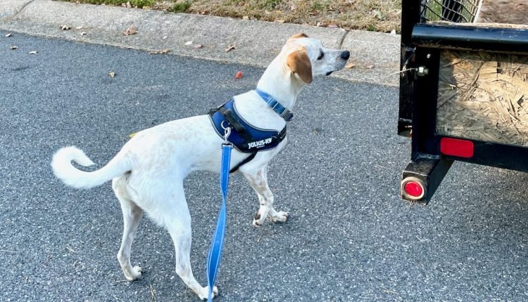 Just a Whisper: Early Signs of Fear in Dog Body Language

