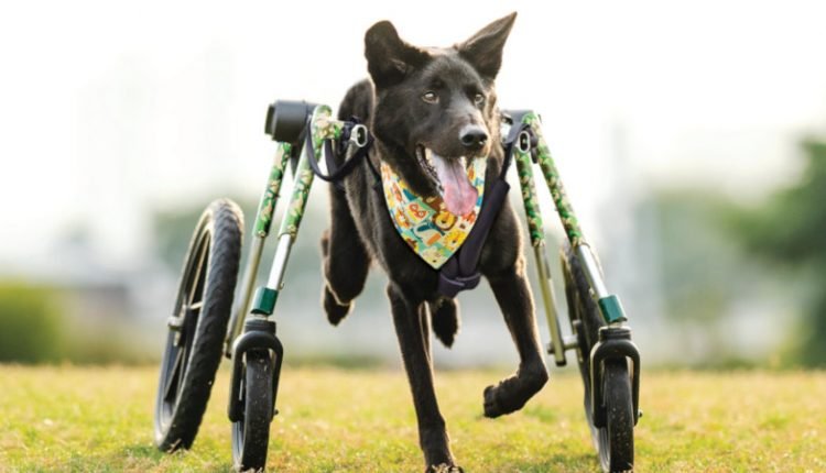 2023 Walkin' Pets Calendar cover winner