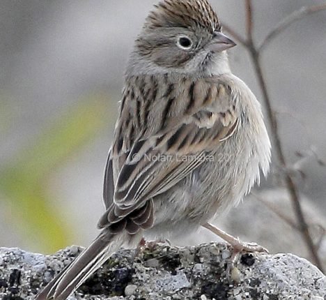 New Report Shows Loss of Over One Million Acres of Sagebrush Habitat Every Year