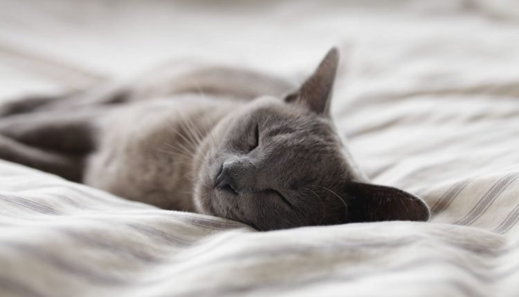 The 7 best ideas to entertain your cat - PLAY

