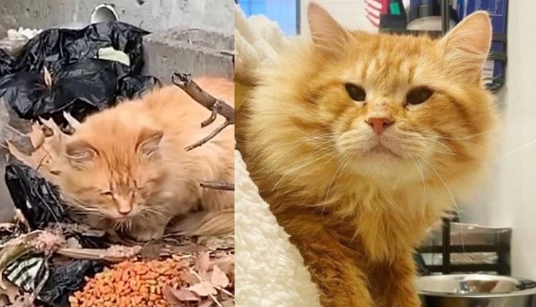 The cat lives outside and sleeps on the sheets until he encounters people who change his life

