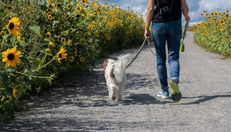 Tips for Better Dog Walks

