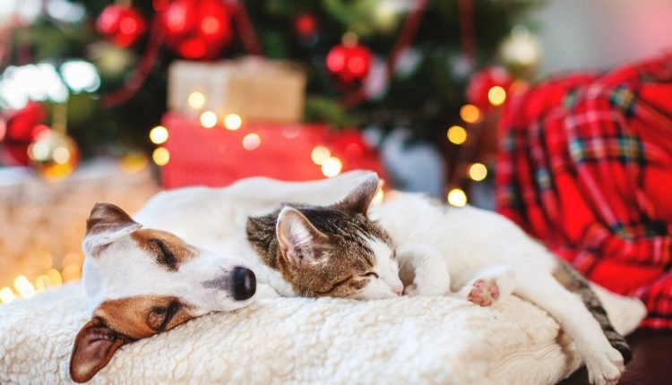 Tips on how to make your dog and cat friends