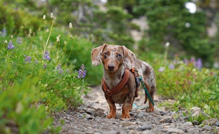  What does hiking mean?  How is it different from walking?

