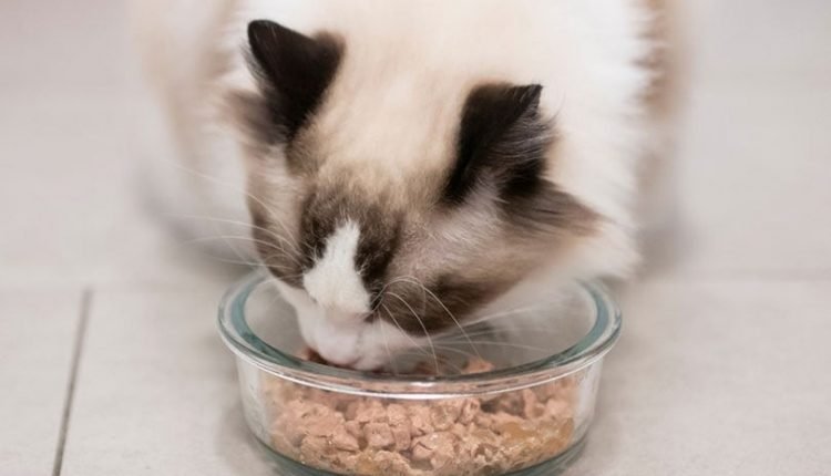 a ragdoll cat eating from a glass bowl