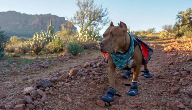 Which dog boots are best for your dog?
