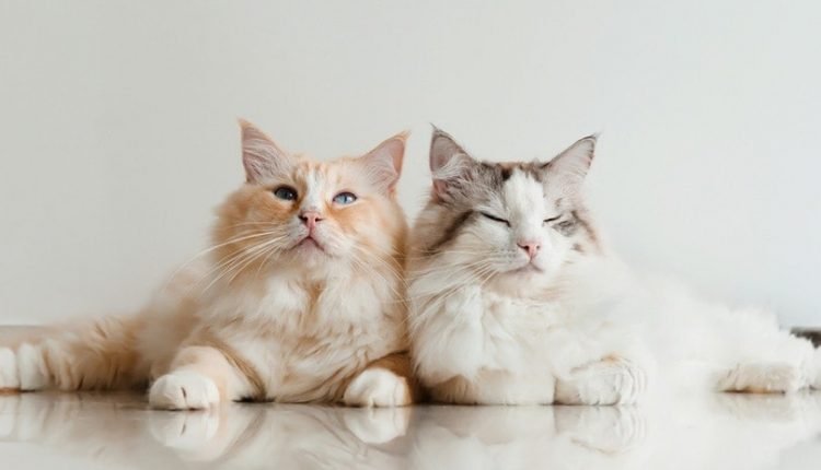 two ragdolls cats lying on the floor at home