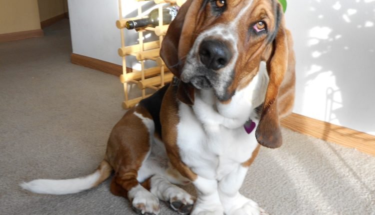 20 Foods for Basset Hounds with Sensitive Stomachs

