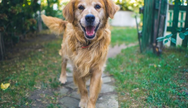7 tips for caring for your senior dog - PLAY


