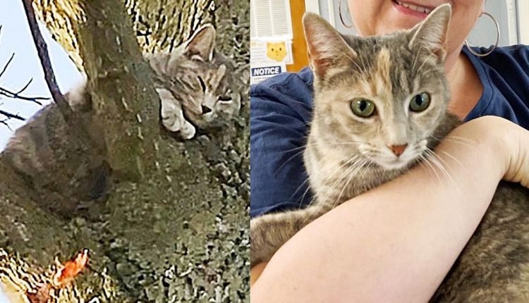 A cat is spotted in a tree by its cute neighbor, and it turns out a family has been searching for it for two weeks

