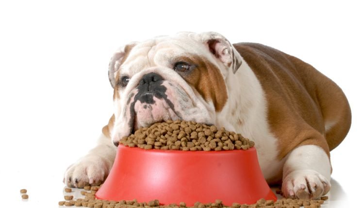 Almost all dogs lack essential minerals

