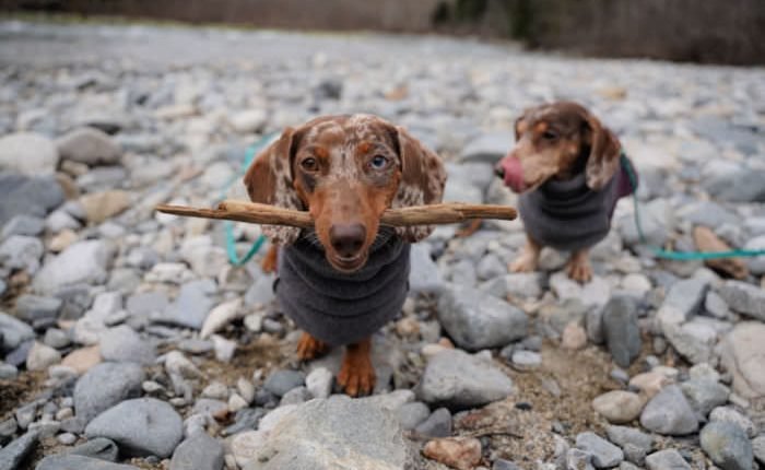 Are dachshunds difficult to train?

