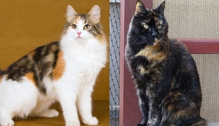 Calico vs Tortoiseshell cats