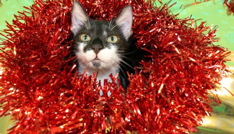 Cat Holiday Gift Guide 2022

