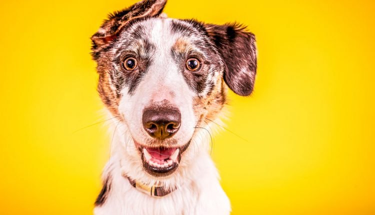  Do dogs think?  What do dogs think?

