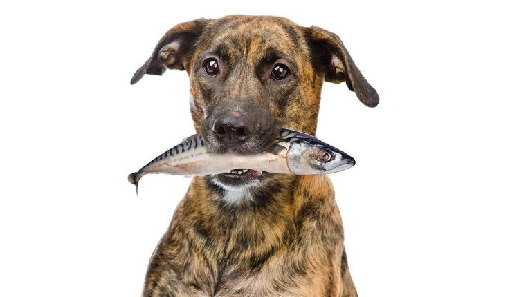 Dogs Fed Fish and Fish Oil Have High Mercury Levels


