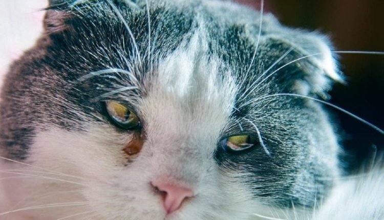 cat with boogers and watery eyes