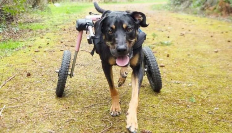 Noodster the Hound dog in her pink Walkin' Wheelscart