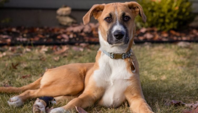 Rescue puppy arrives at new home