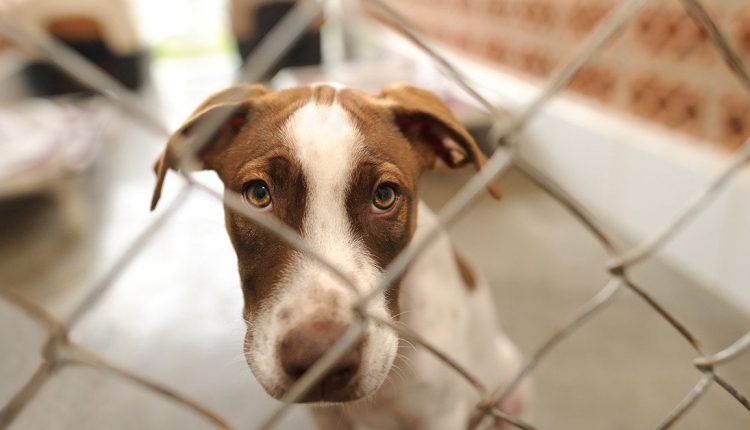 Kennel Cough In Dogs - 10 Steps For Natural Treatment

