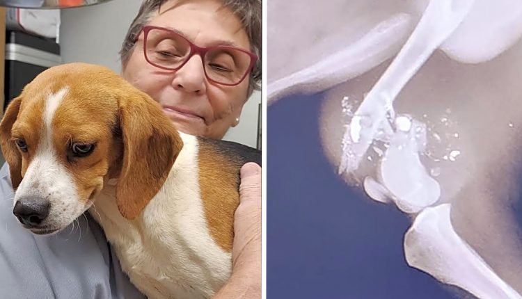 These five special puppies need a miracle

