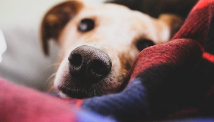 Tips to Cure Your Dog's Boredom

