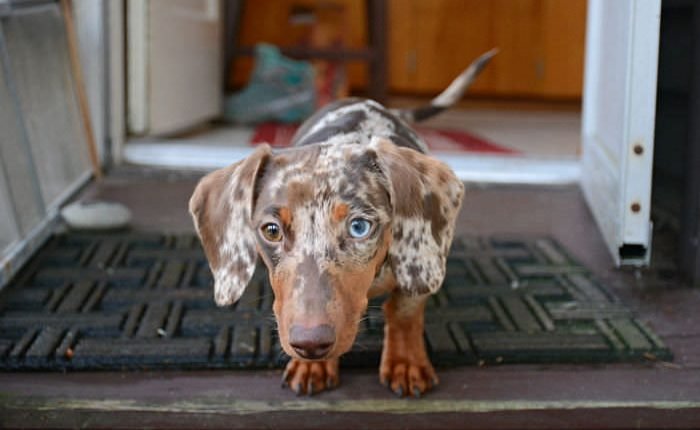  To help!  My dachshund does not want to defecate outside in the rain and cold

