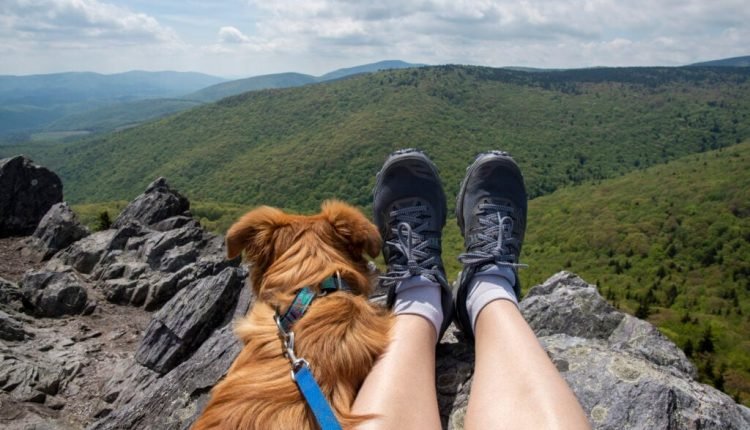 What you need to know before going on a hike with your dog

