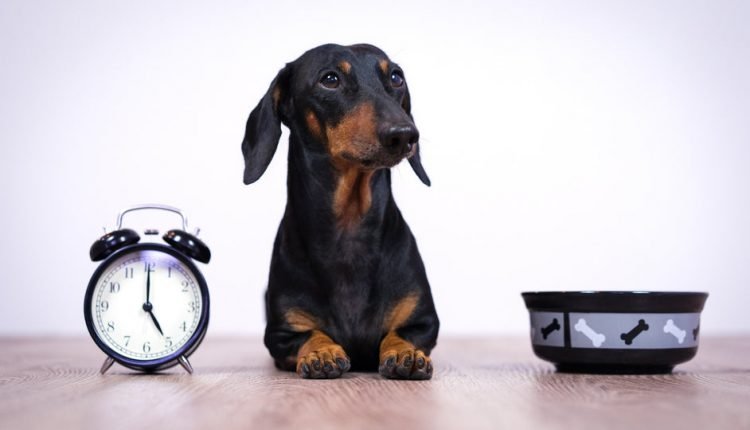 When is the best time to feed your dog or puppy, and how often

