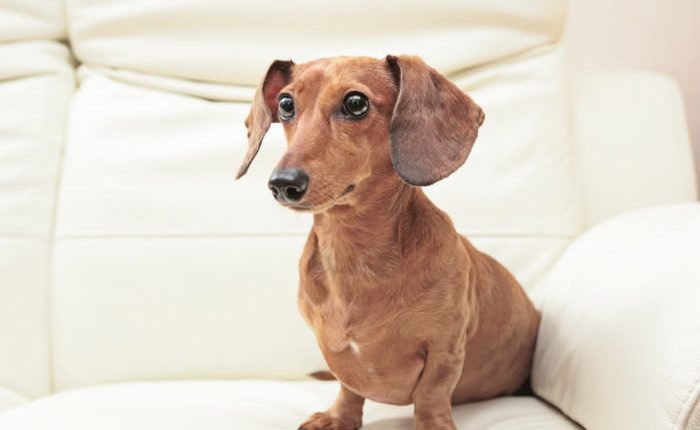 10 benefits of using a mobile vet

