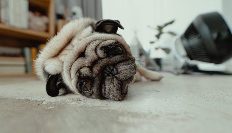 7 ways to make your home safe for your four-legged friends - PLAY

