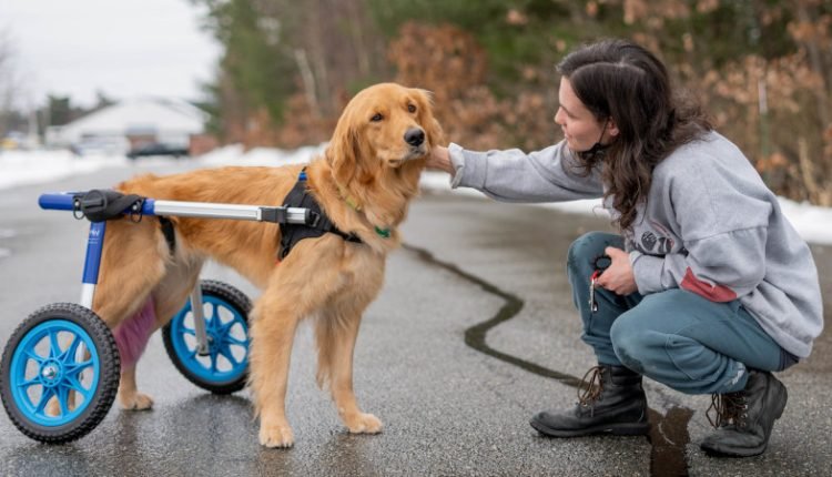 Disabled Golden Retriever in wheelchair with owner