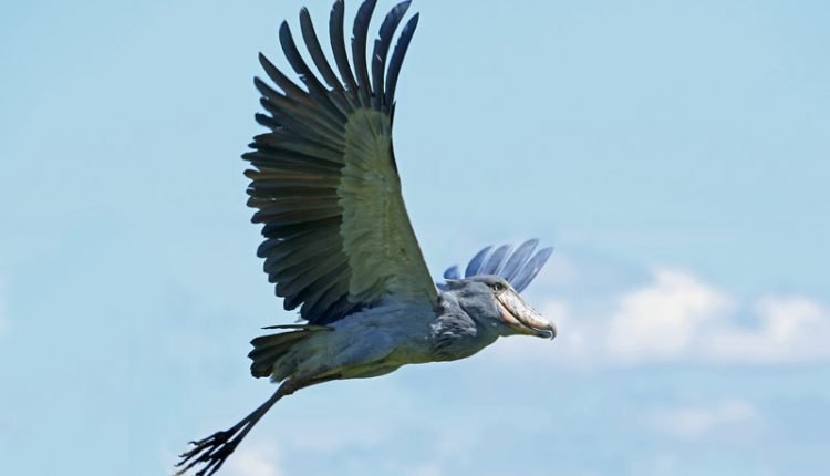 BirdLife Africa Partners Joint Statement on Developmental Threats to and Management of World Heritage Sites

